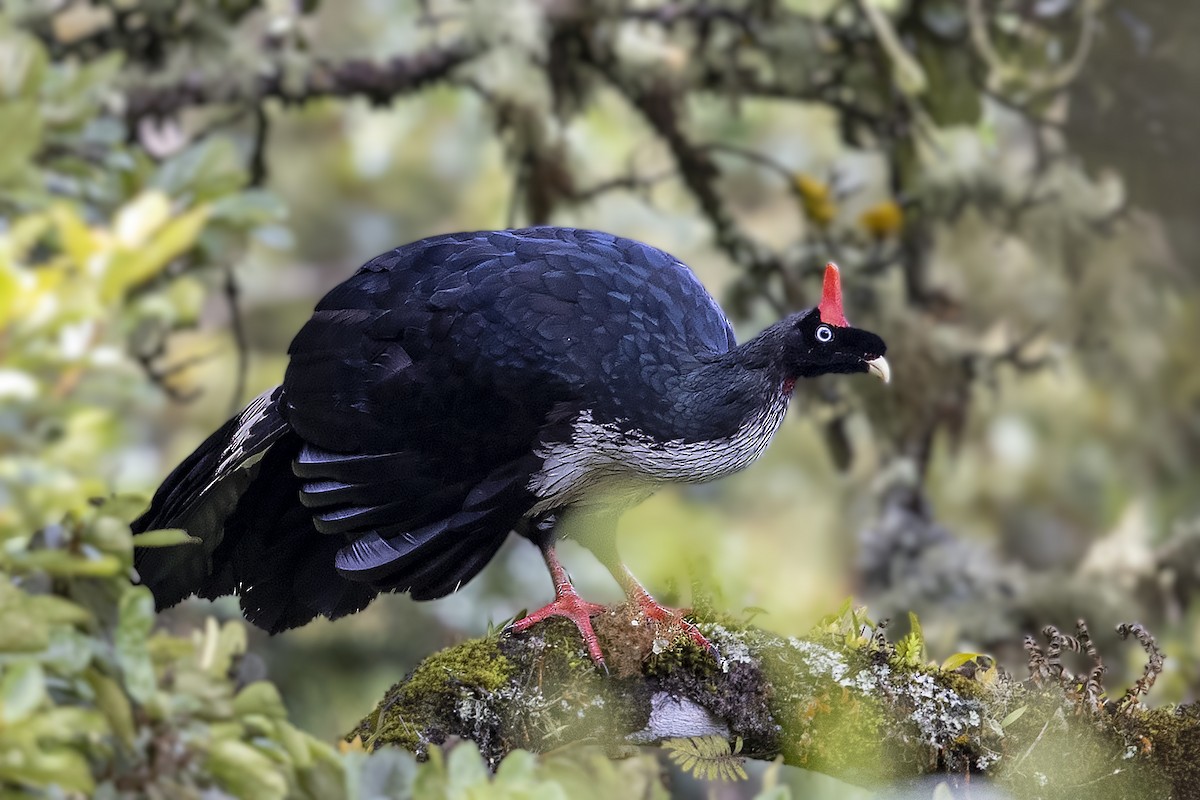 Horned Guan - ML351753751