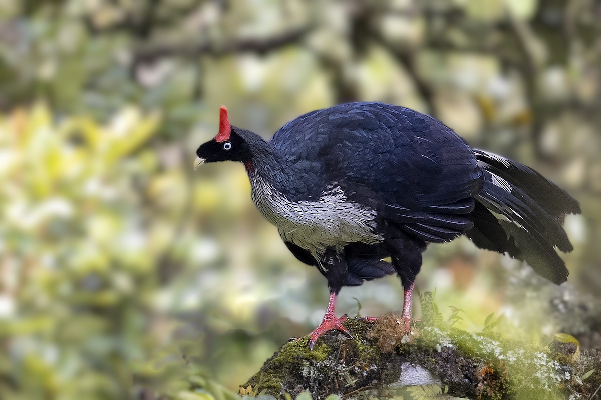 Horned Guan - ML351753761