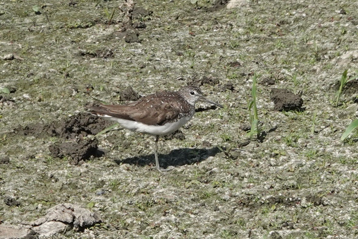 Green Sandpiper - ML351754321