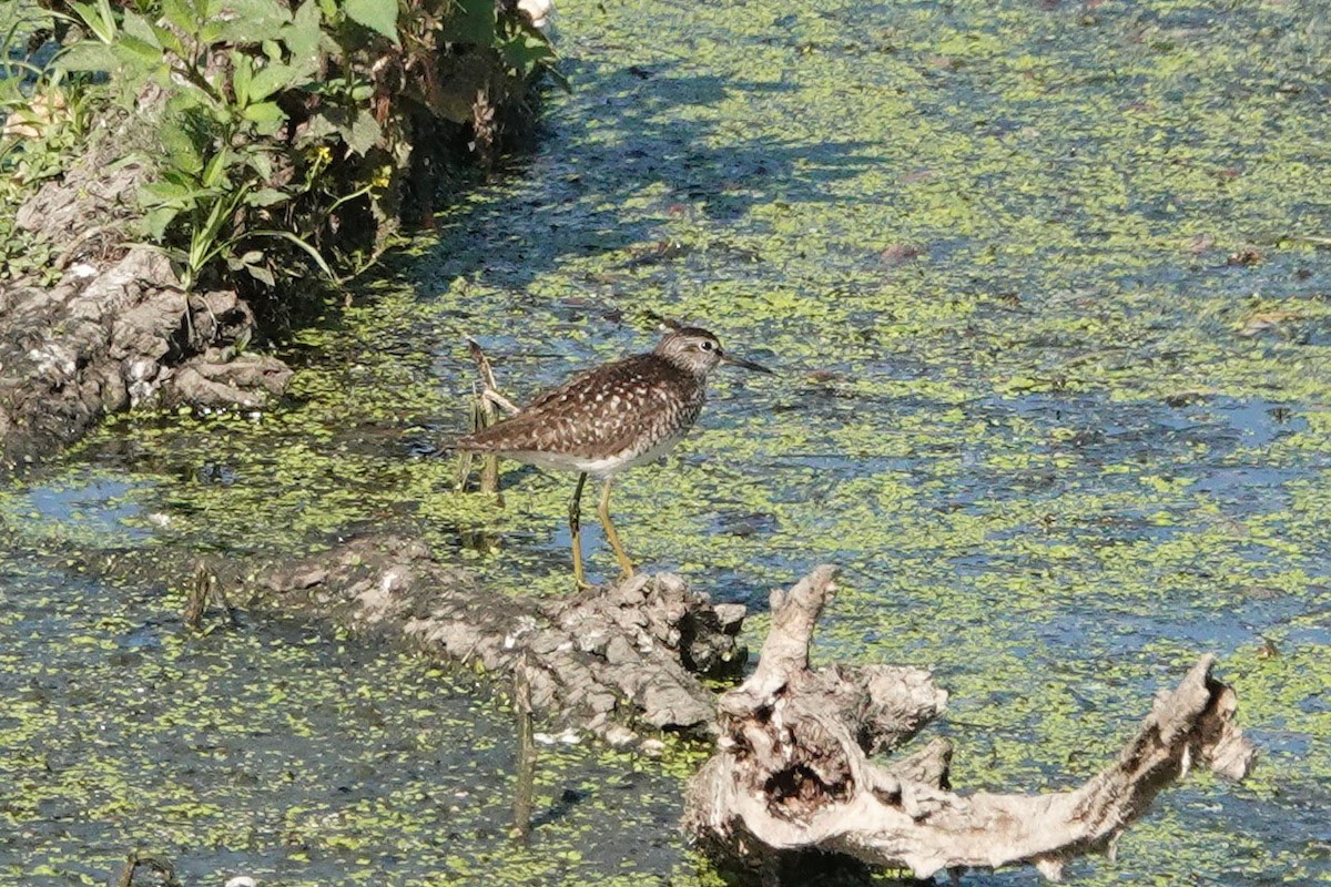 Wood Sandpiper - Mira Milovanović