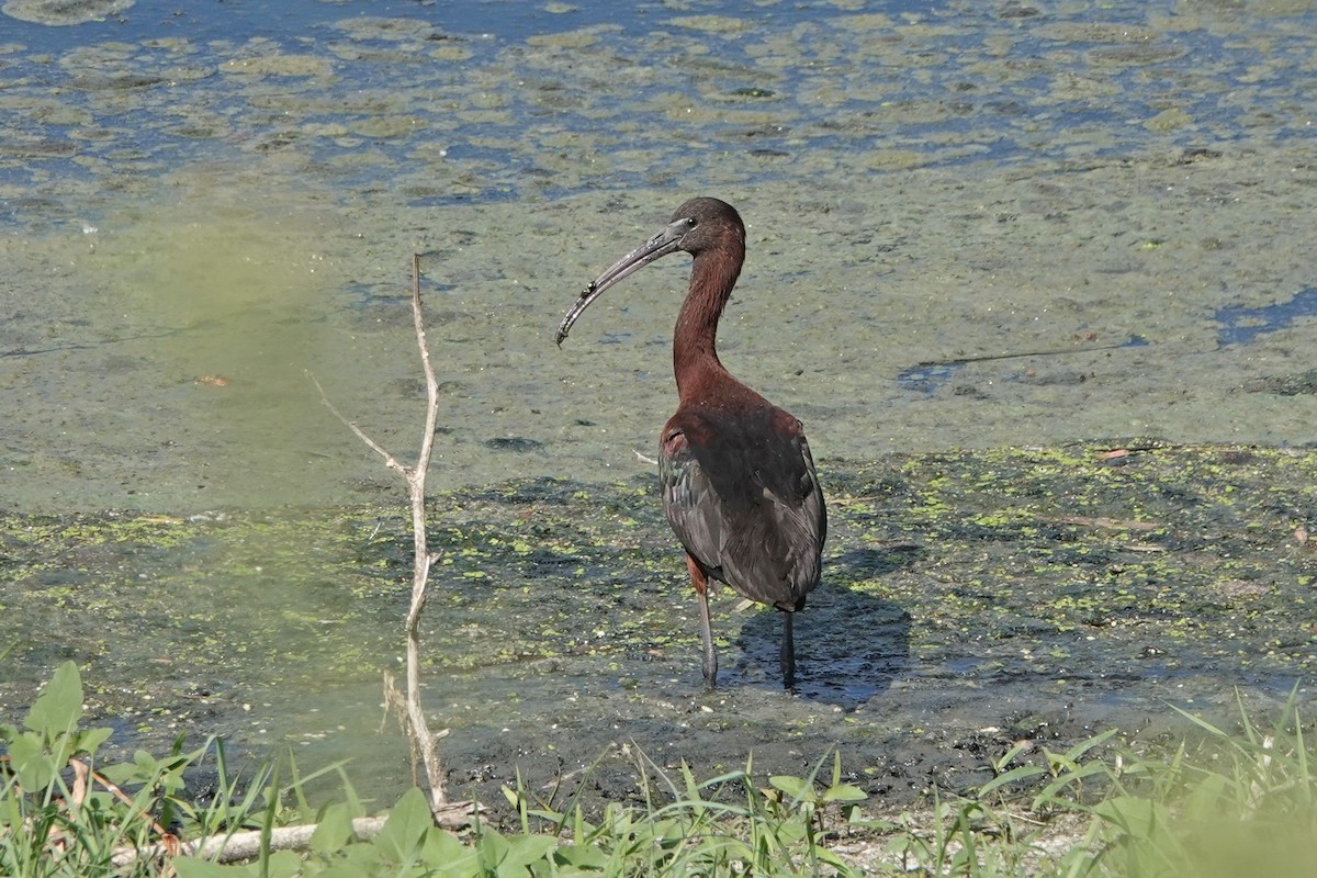 ibis hnědý - ML351754991