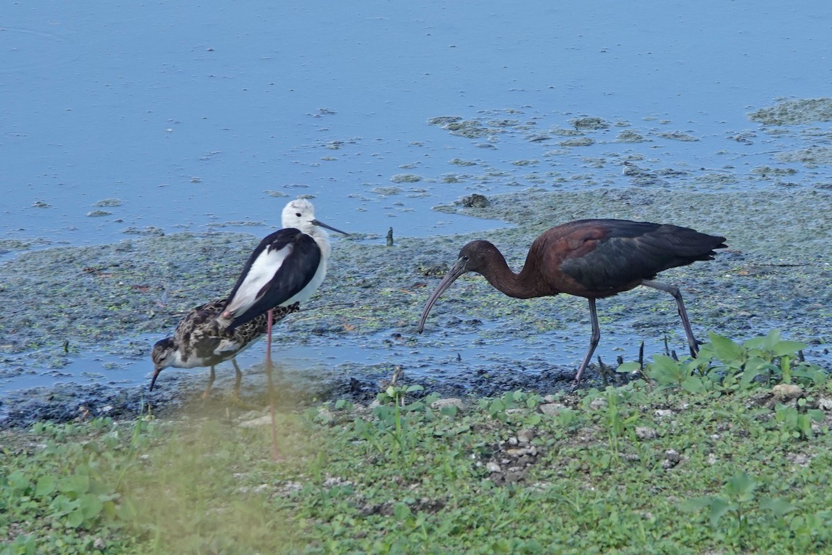 ibis hnědý - ML351755031