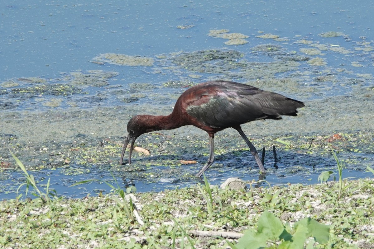 ibis hnědý - ML351755171