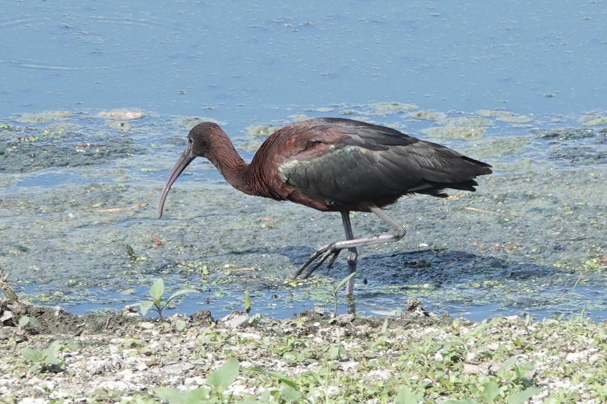 ibis hnědý - ML351755331