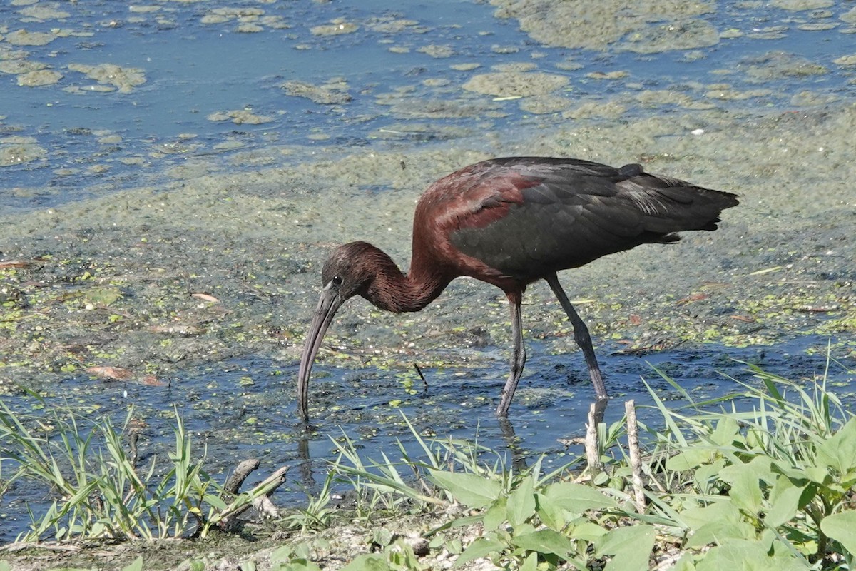 ibis hnědý - ML351755431