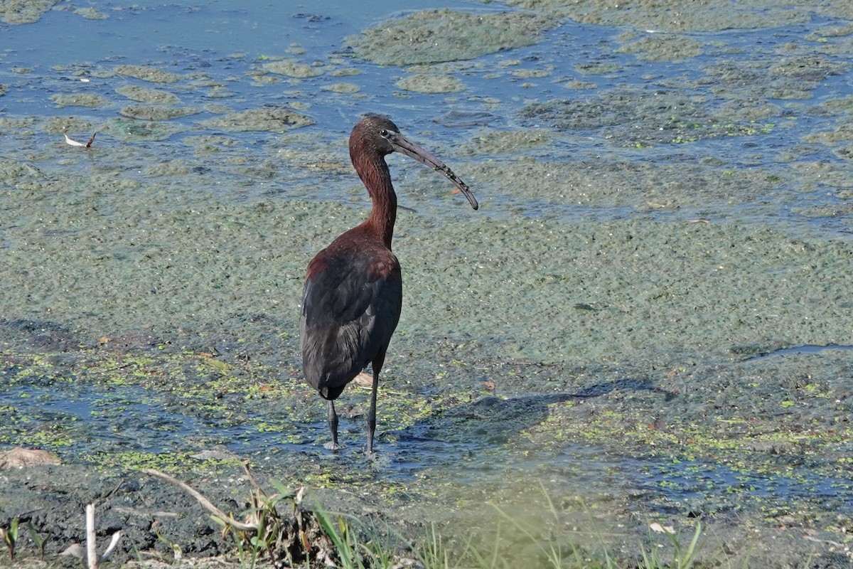ibis hnědý - ML351755481