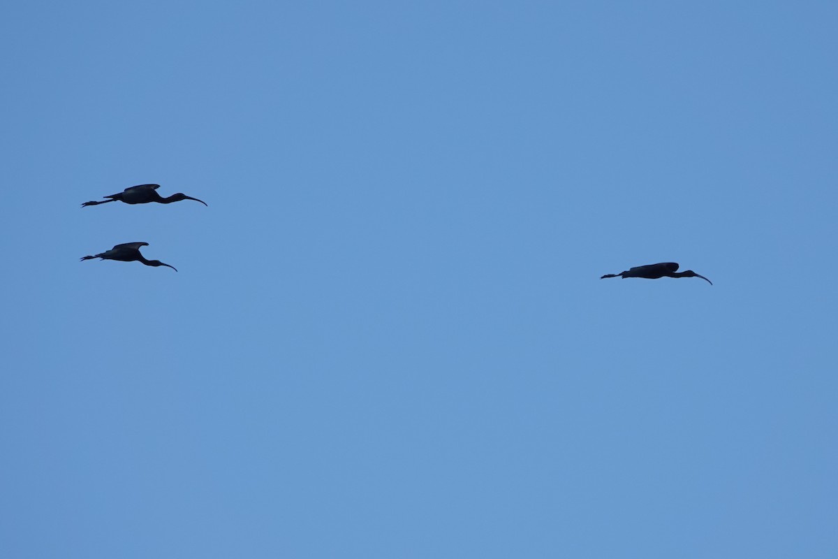 ibis hnědý - ML351755591