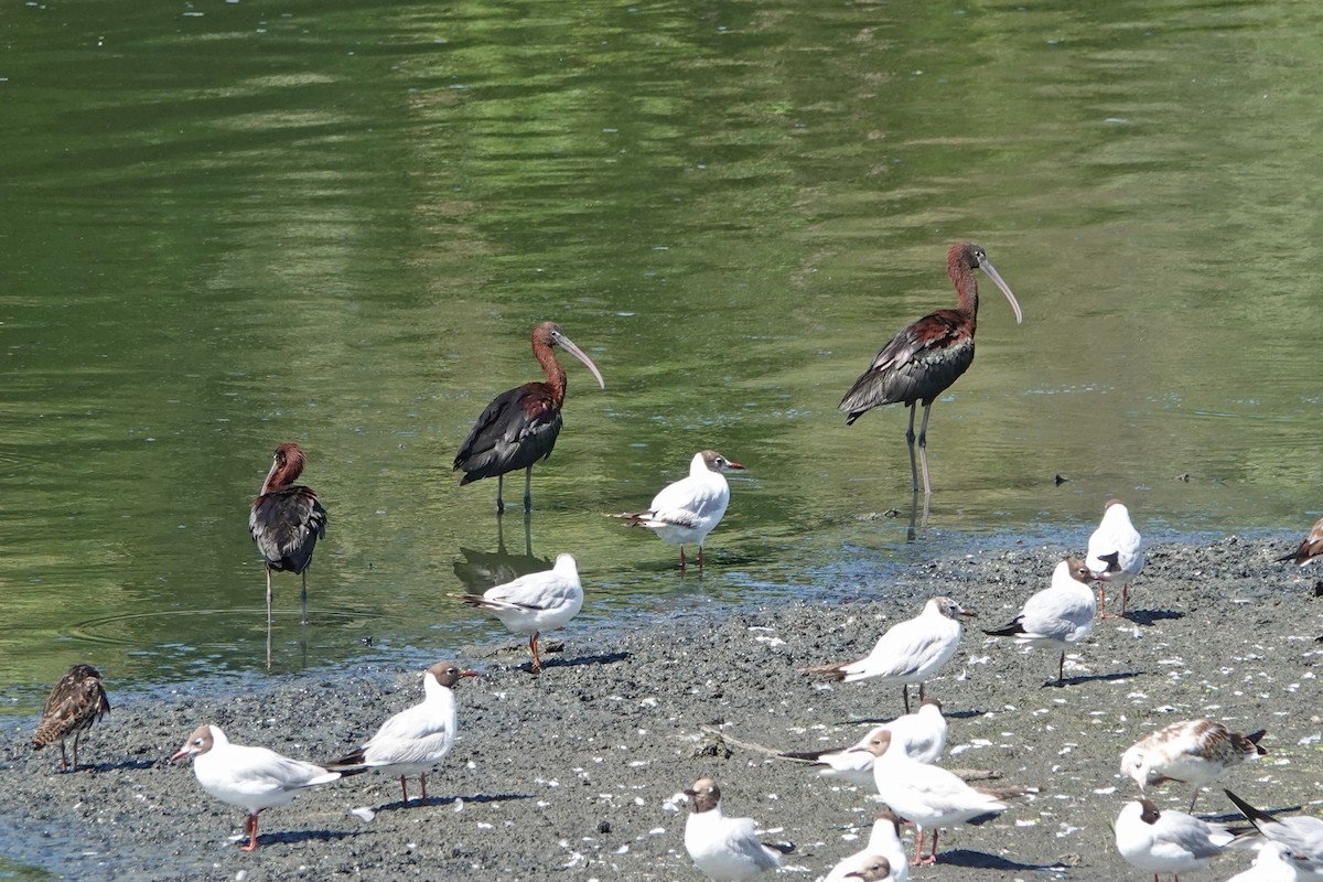 ibis hnědý - ML351755621