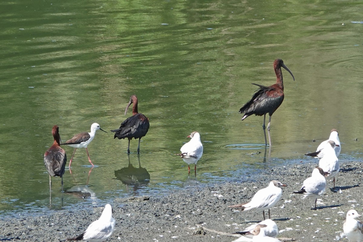 ibis hnědý - ML351755641