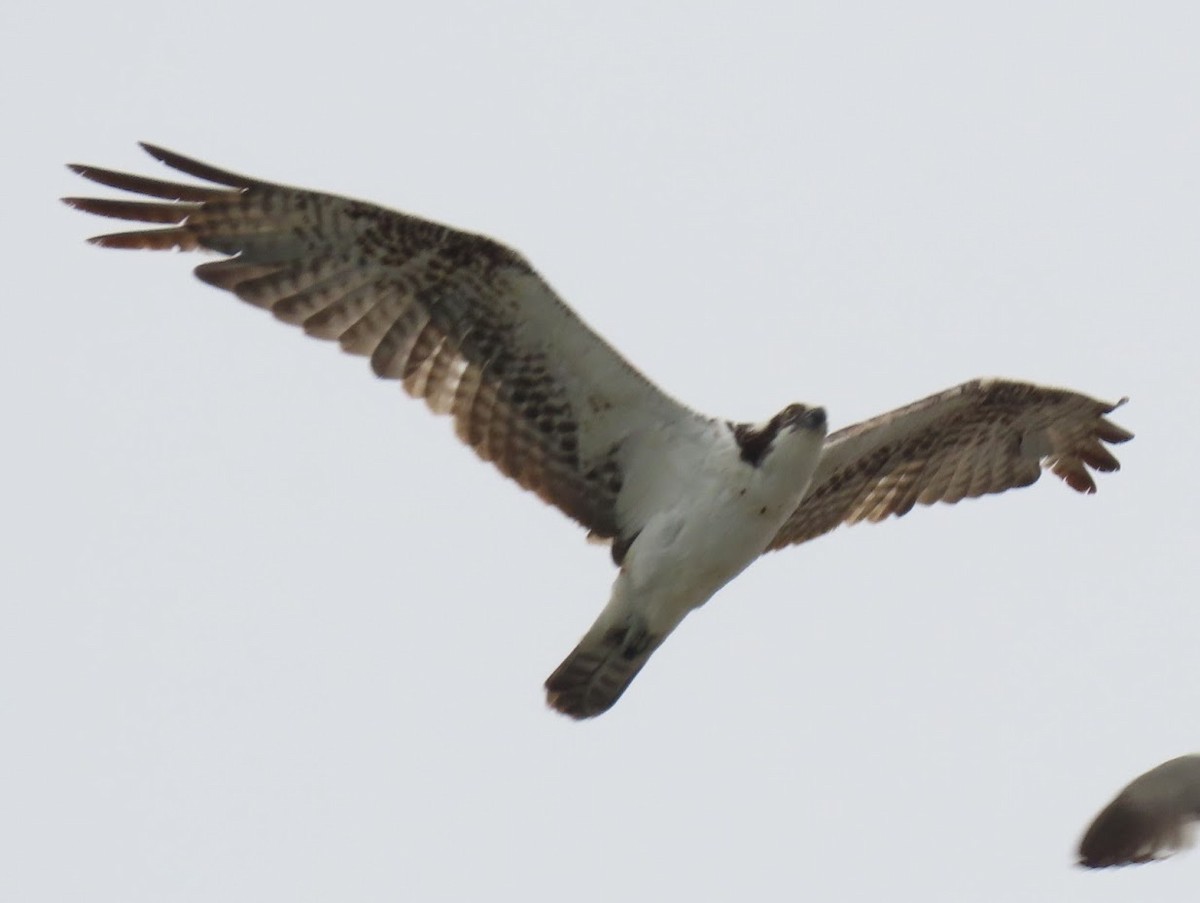 Osprey - ML351755781