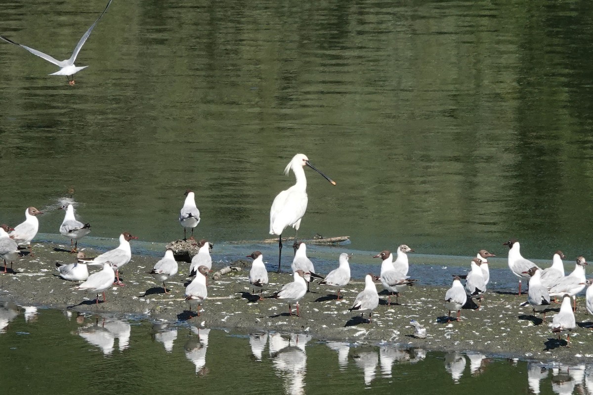 Eurasian Spoonbill - ML351755951