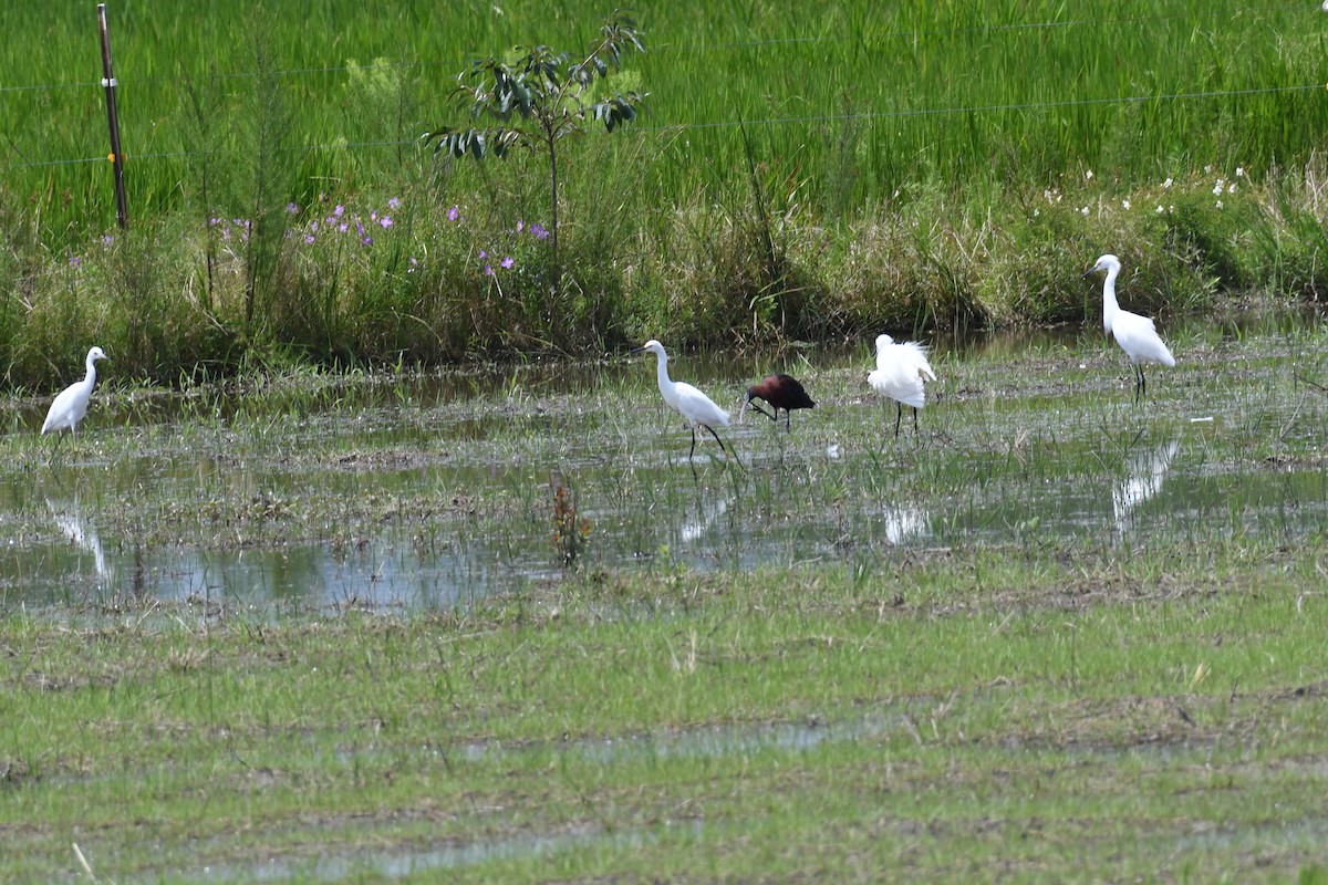 Гялаан билүүс - ML351756581