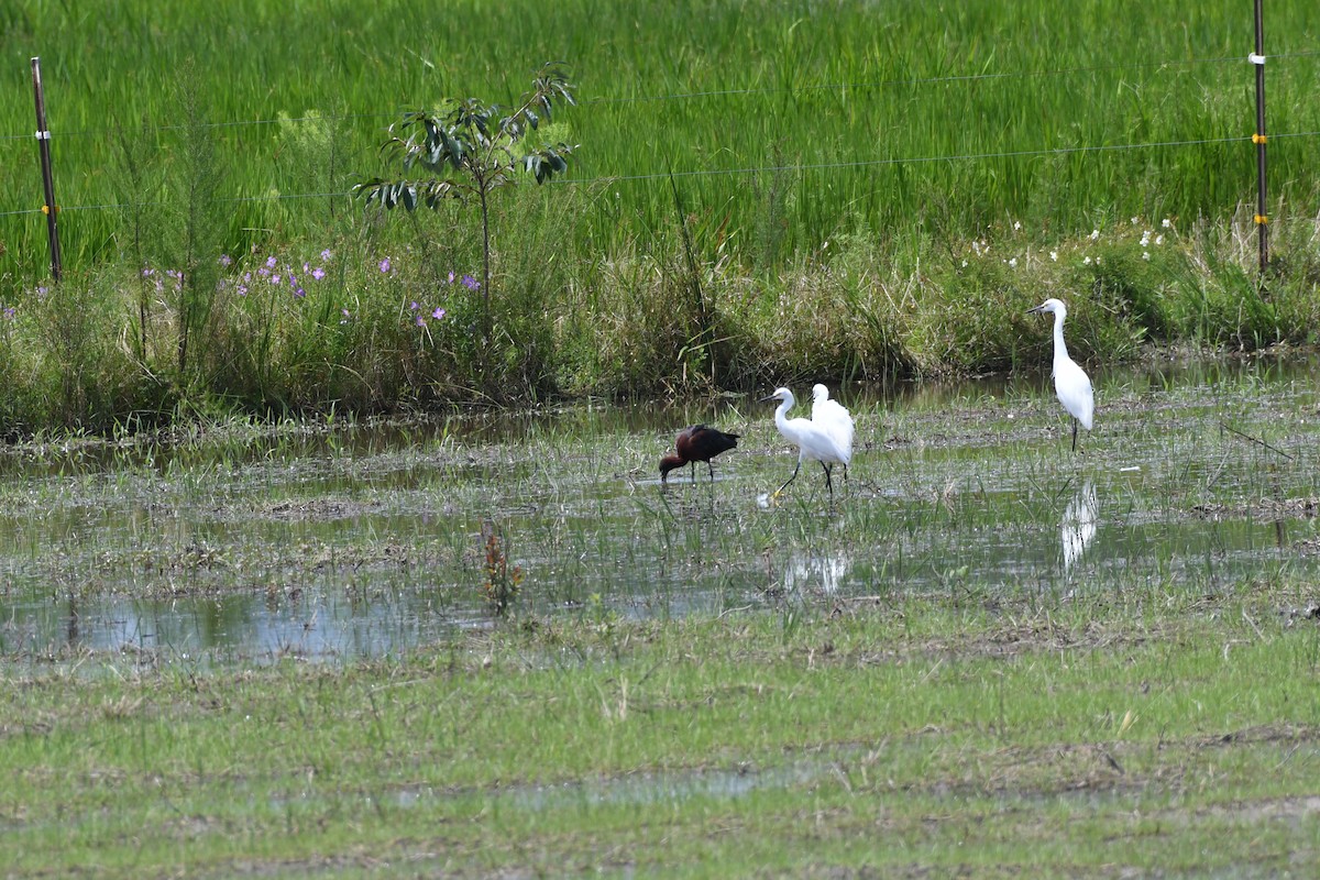 Гялаан билүүс - ML351756601