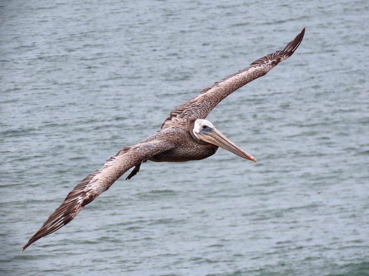 Brown Pelican - ML351756641