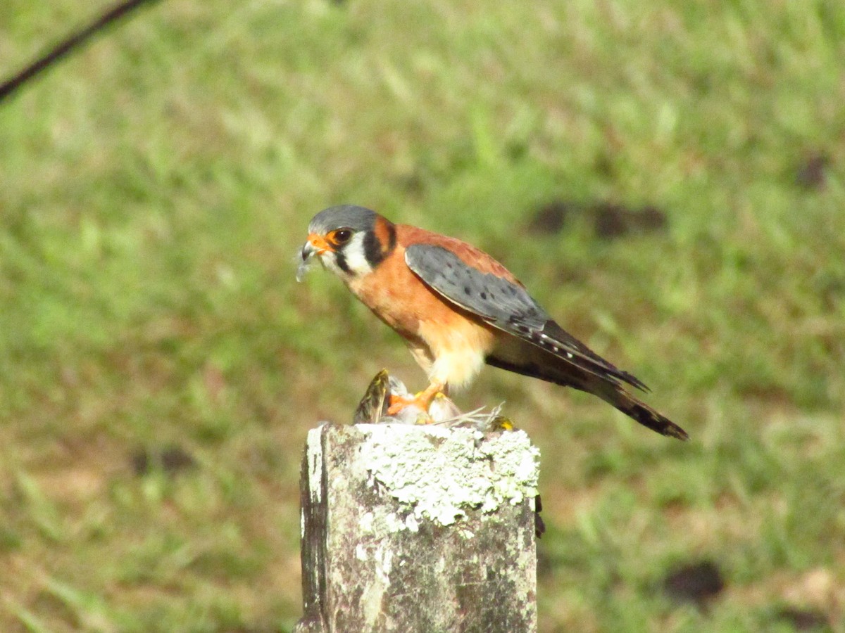 American Kestrel - Juan Sebastian Trujillo Cespedes