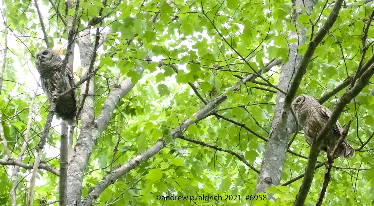 Barred Owl - ML351757541