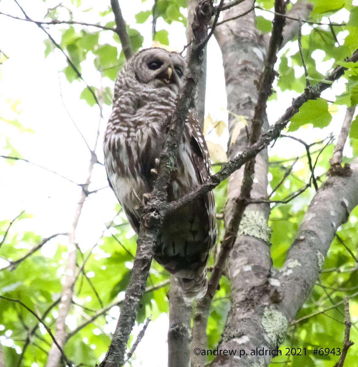 Barred Owl - andrew aldrich