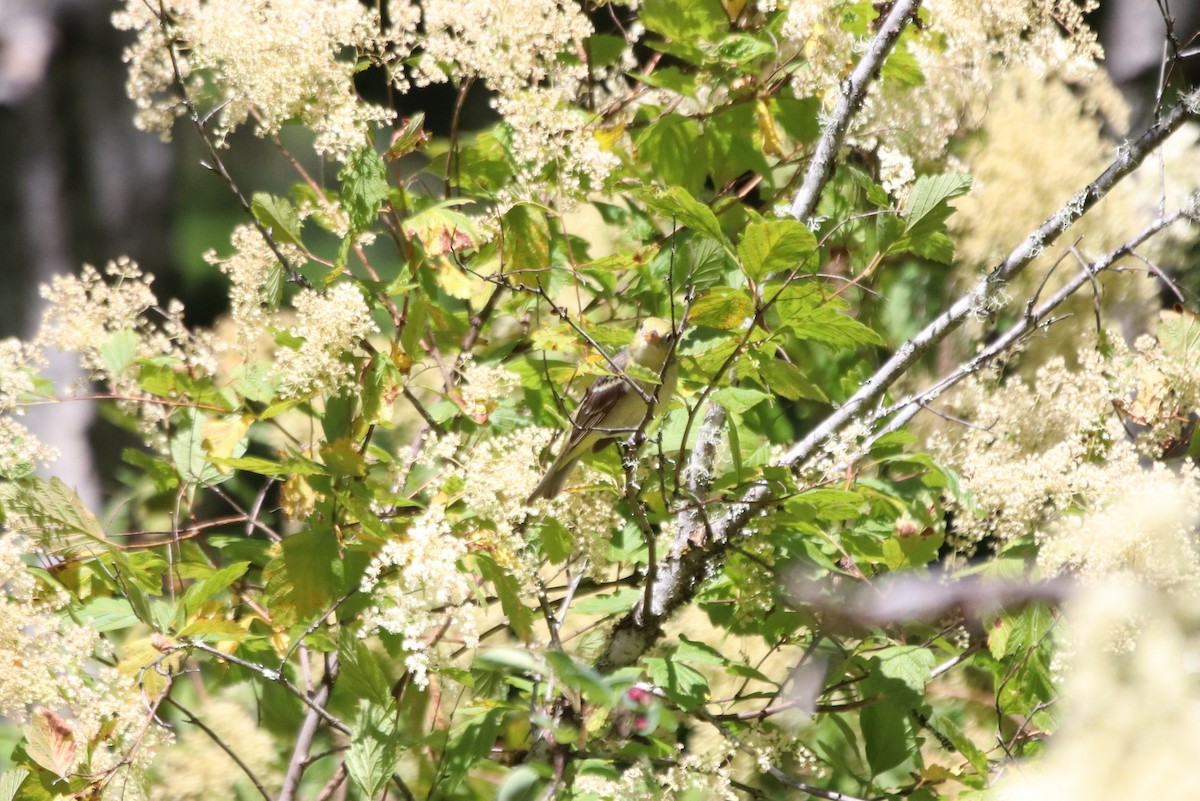 Western Tanager - ML351758291