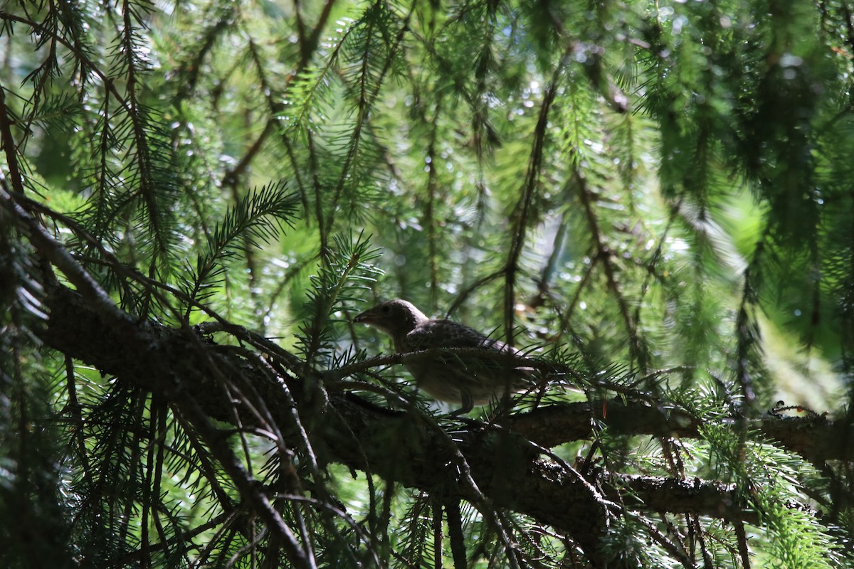 Brown-headed Cowbird - ML351758311