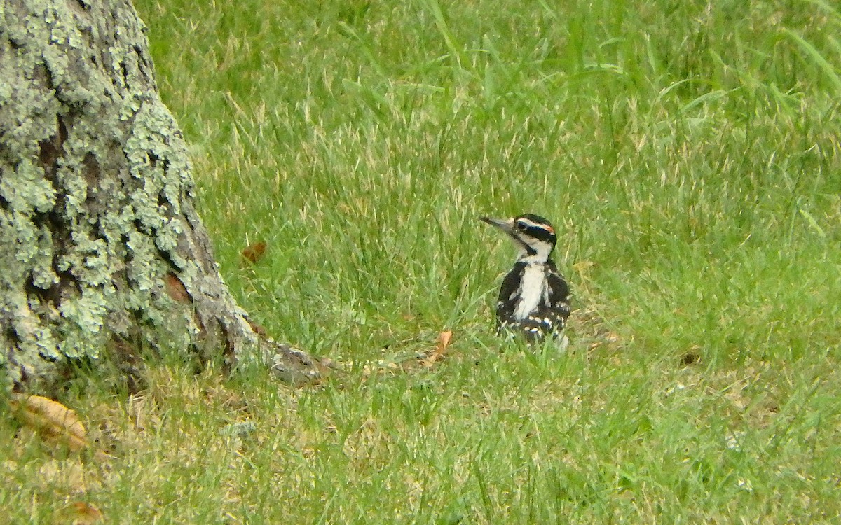 Hairy Woodpecker - ML351759071