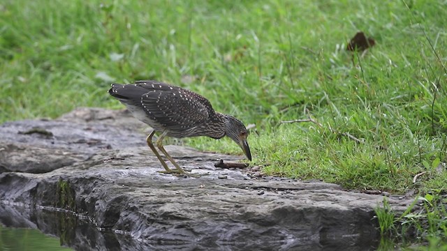 Yellow-crowned Night Heron - ML351760061