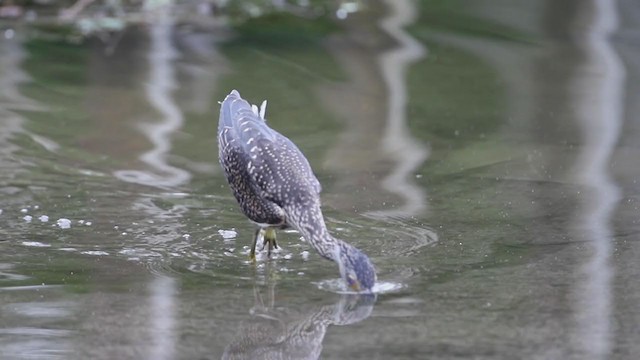 Yellow-crowned Night Heron - ML351760851