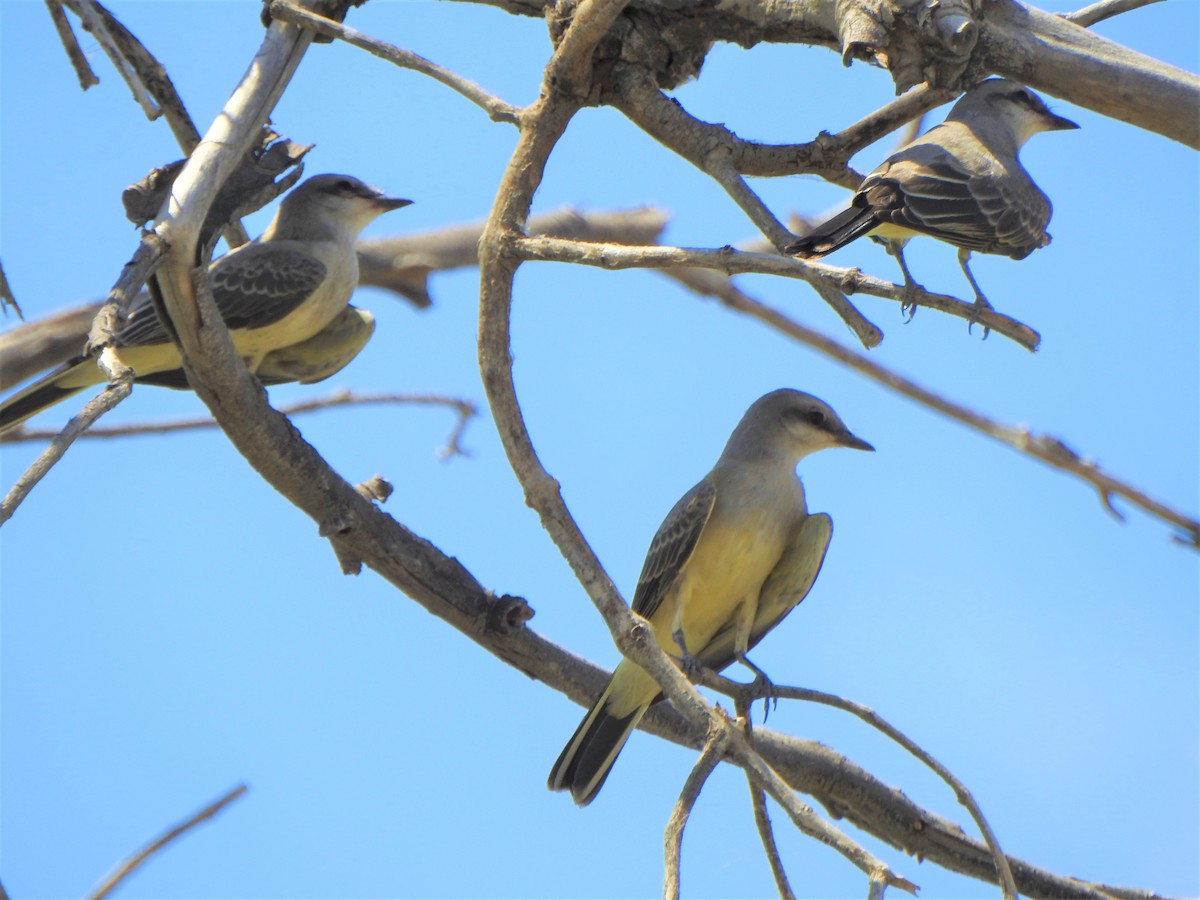 Western Kingbird - Karen McClure