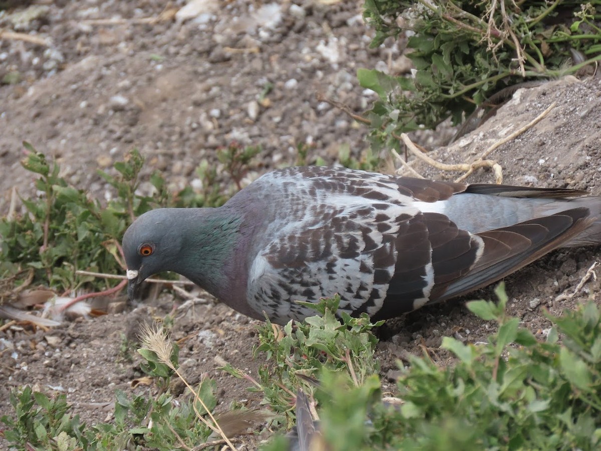 Rock Pigeon (Feral Pigeon) - ML351761281