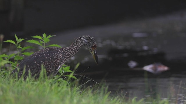 Yellow-crowned Night Heron - ML351761501