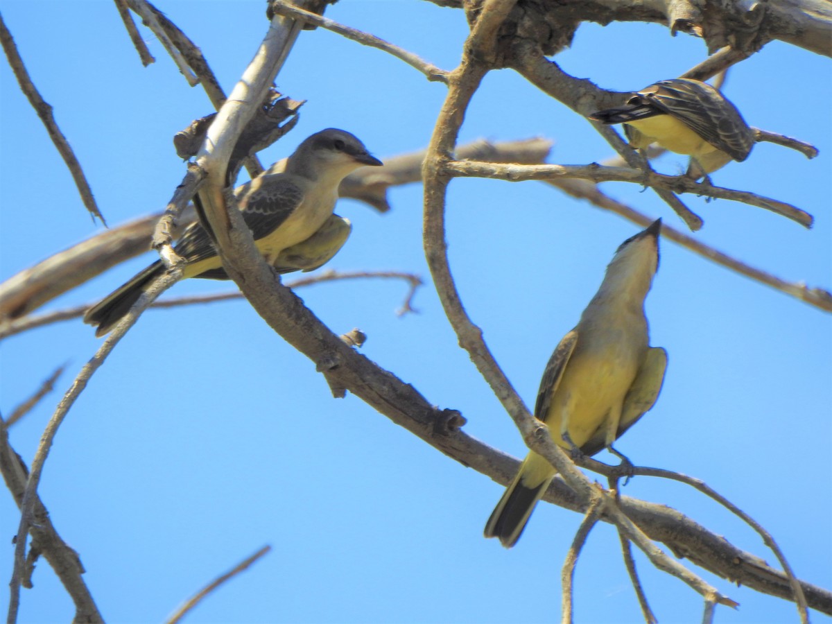 Western Kingbird - Karen McClure