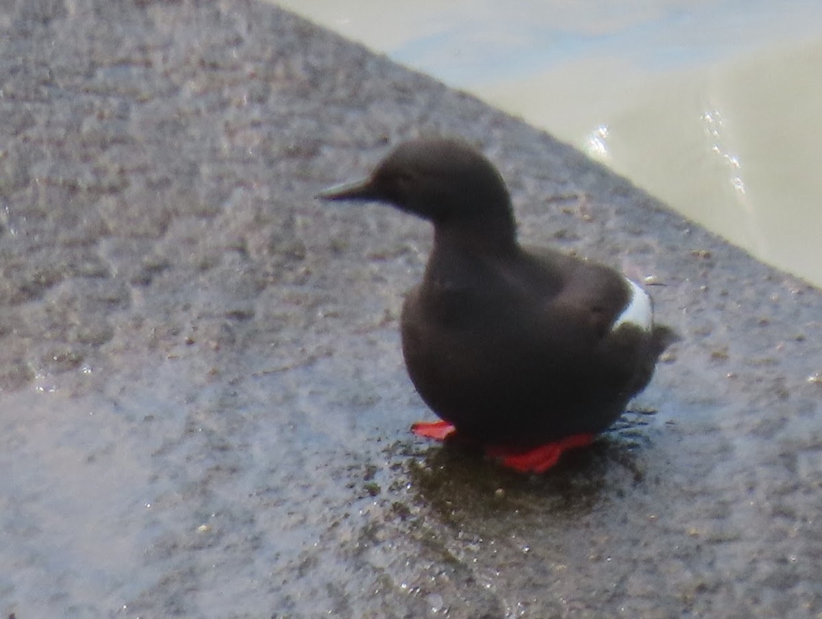 Pigeon Guillemot - ML351761601