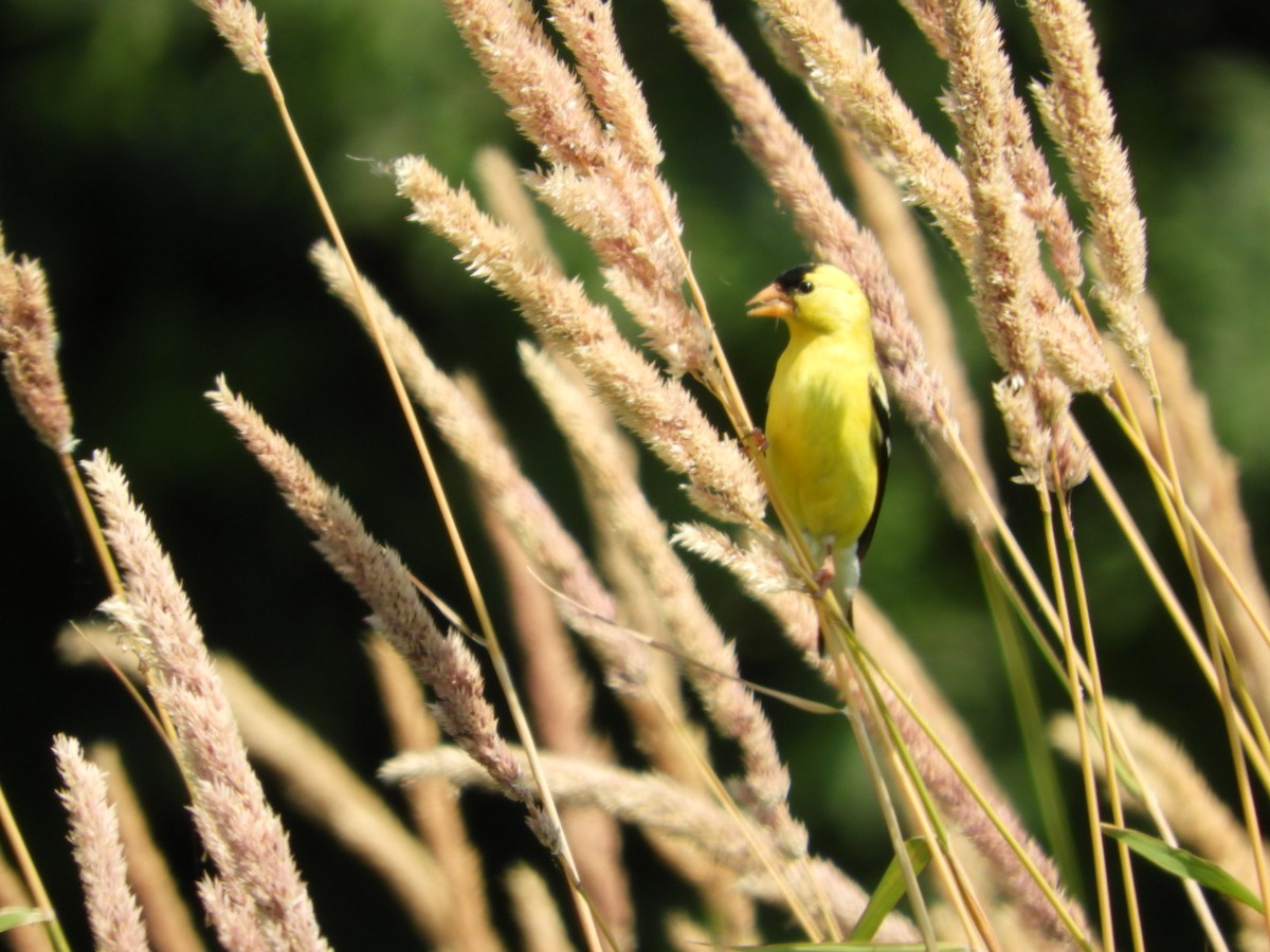 American Goldfinch - Mark Stevens