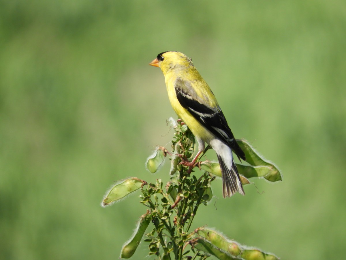 American Goldfinch - ML351762331