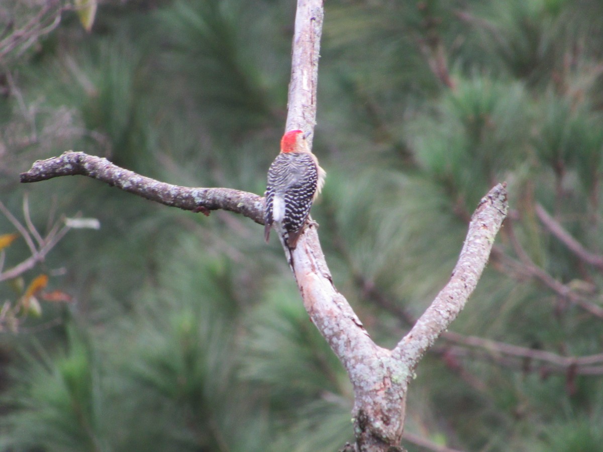 Red-crowned Woodpecker - ML351763011