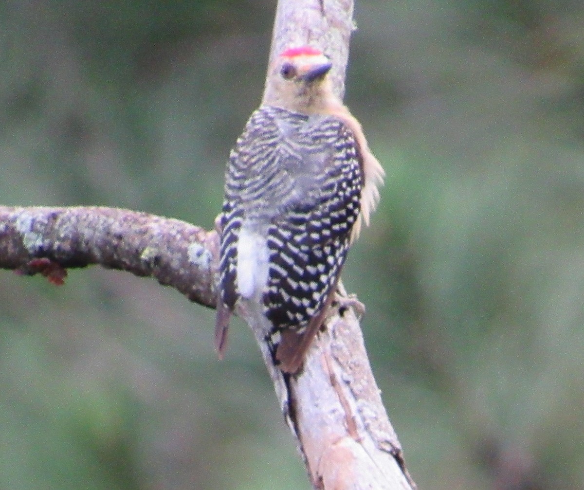 Red-crowned Woodpecker - ML351763131