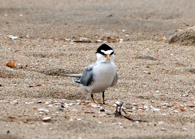 Txenadatxo antillarra - ML351763281