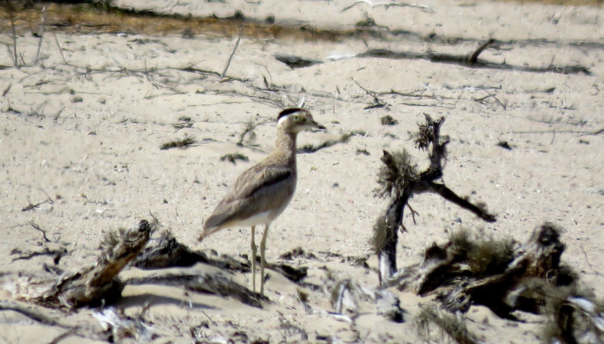 Peruvian Thick-knee - ML35176361