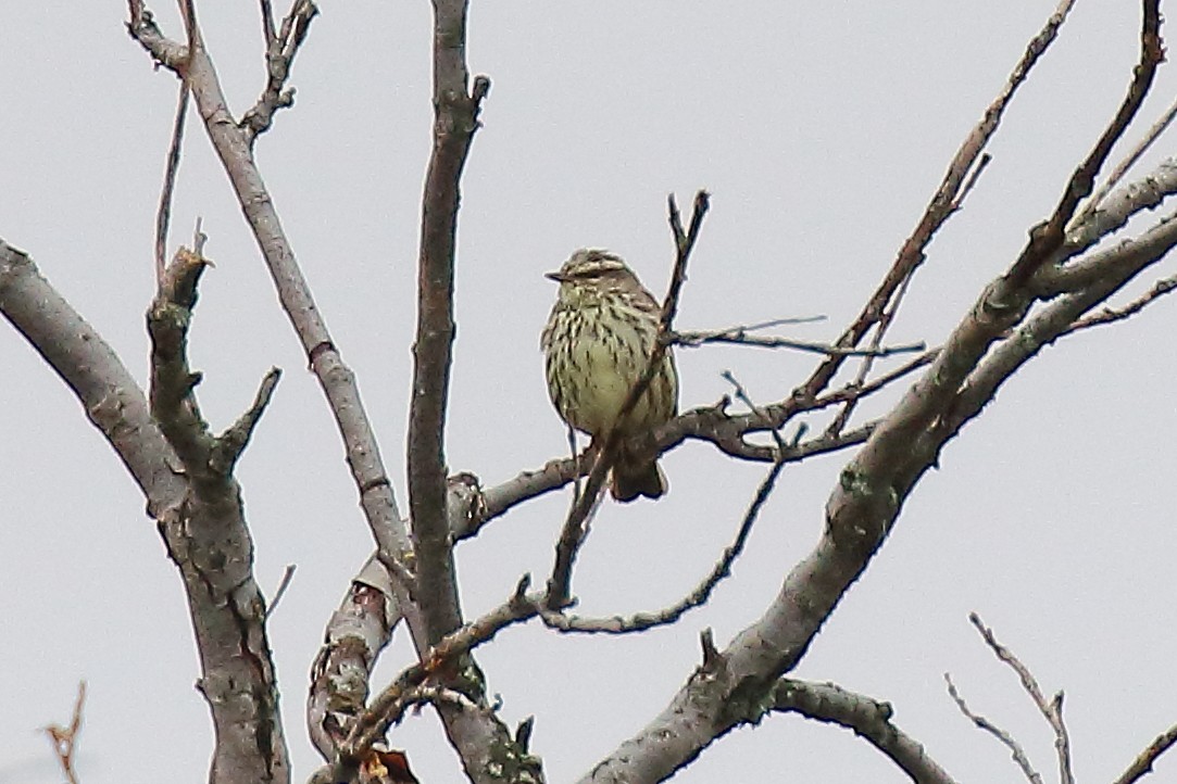 Northern Waterthrush - ML351763821