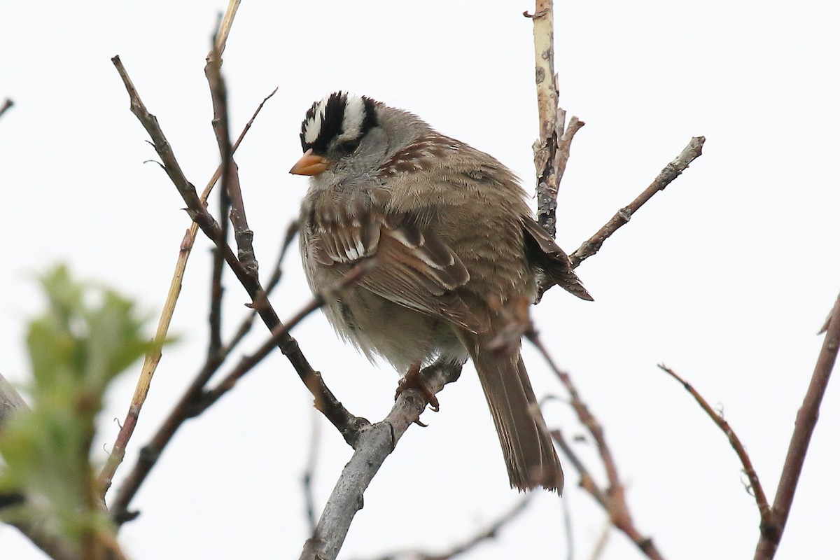 White-crowned Sparrow - ML351763901