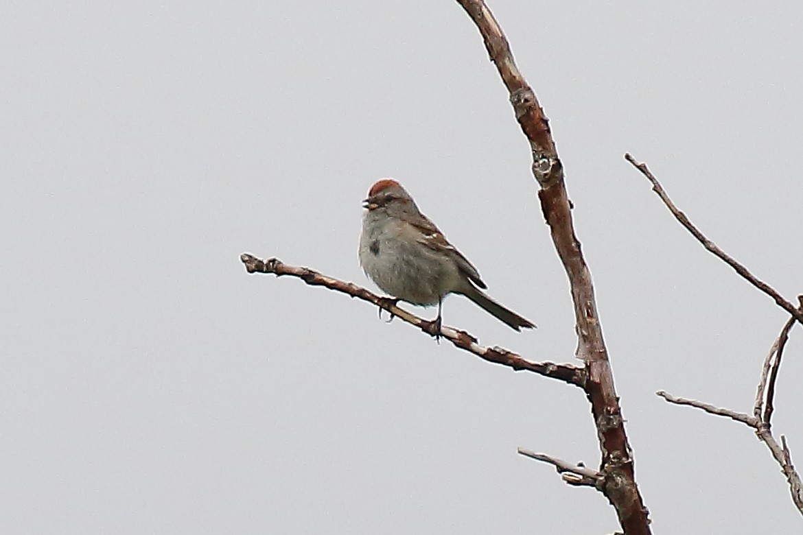 American Tree Sparrow - ML351764061