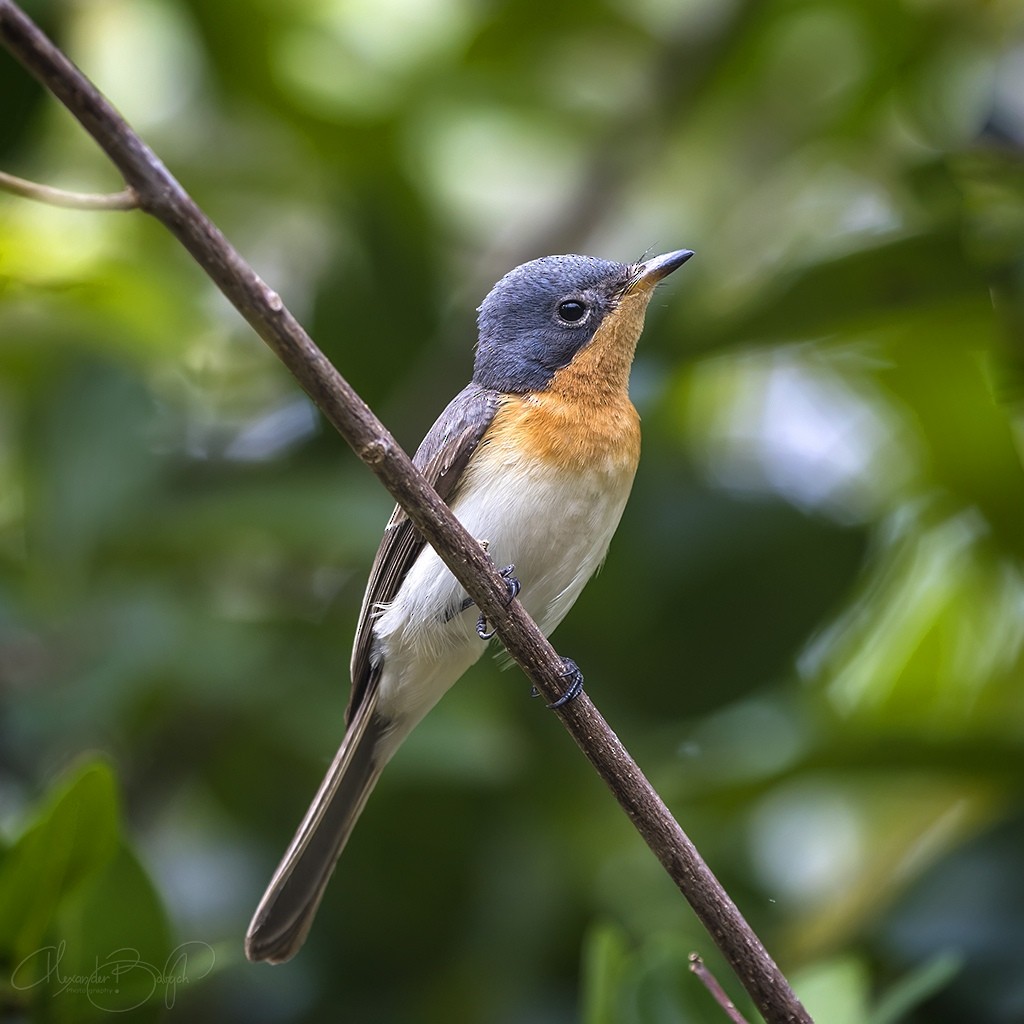 Leaden Flycatcher - ML351766471