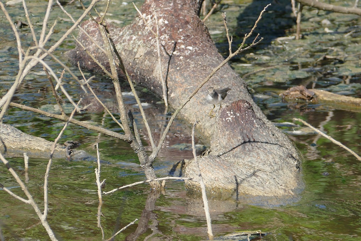 Spotted Sandpiper - ML351768091