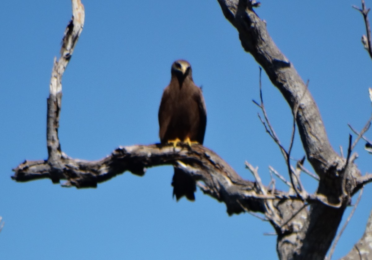 Madagascar Fish-Eagle - ML351770231