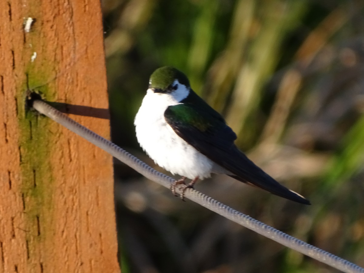 Violet-green Swallow - ML351770351