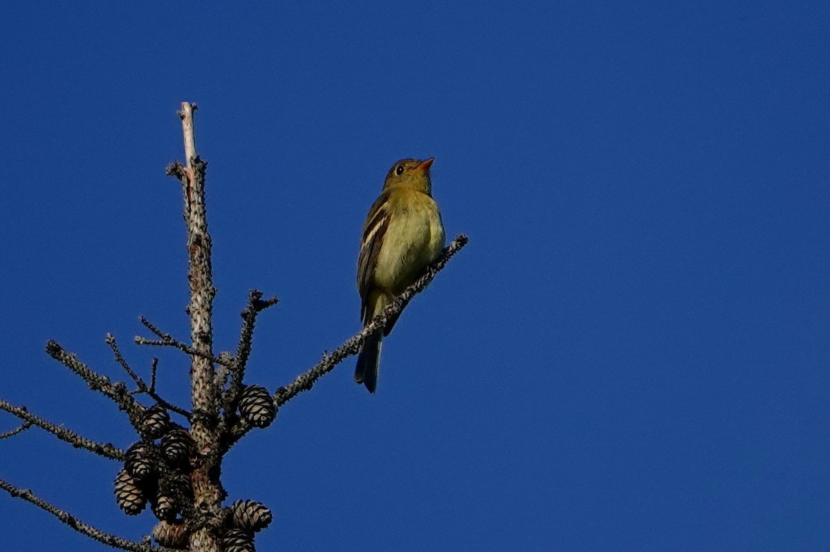 Yellow-bellied Flycatcher - ML351772191