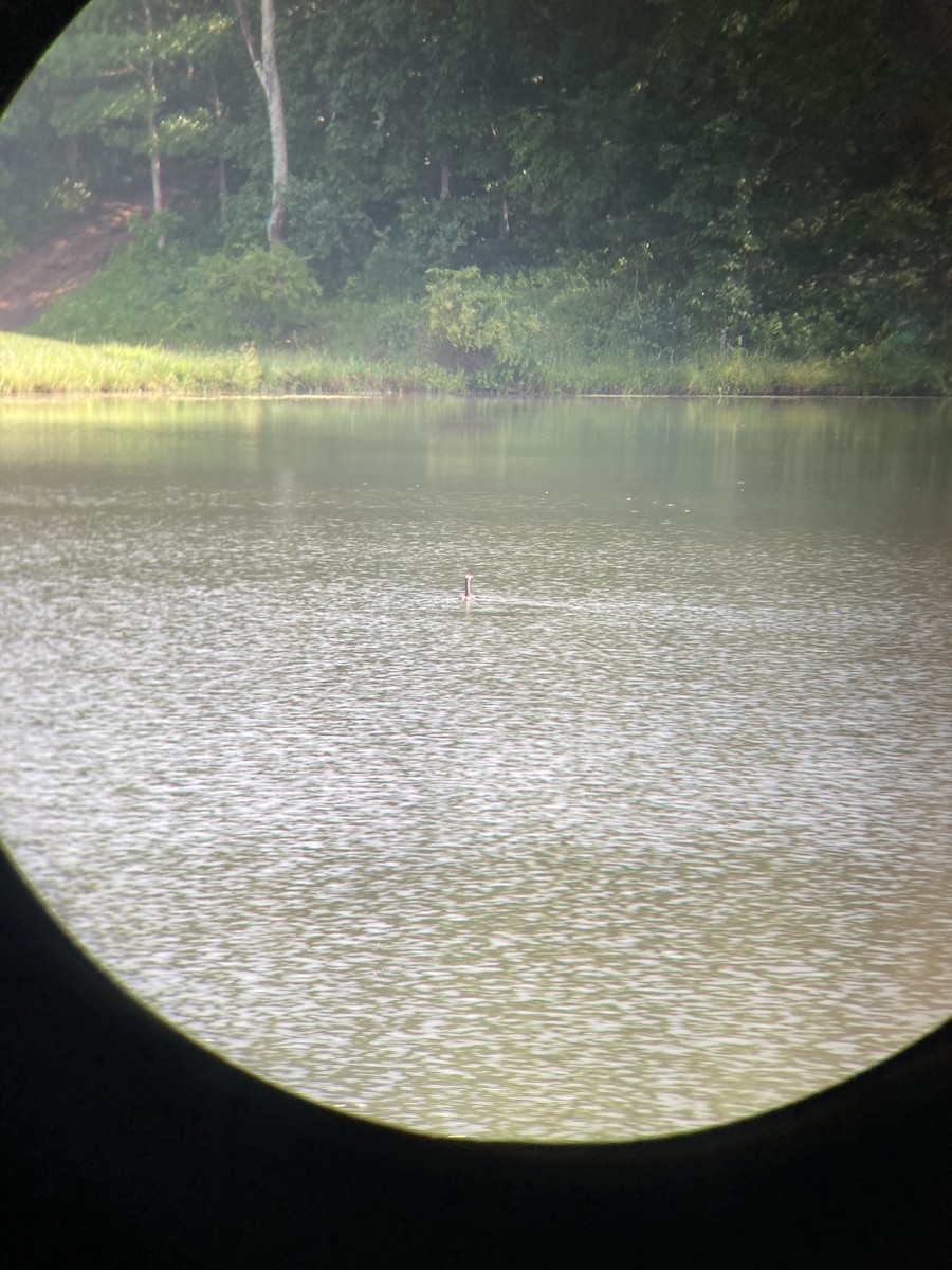 Double-crested Cormorant - ML351772741