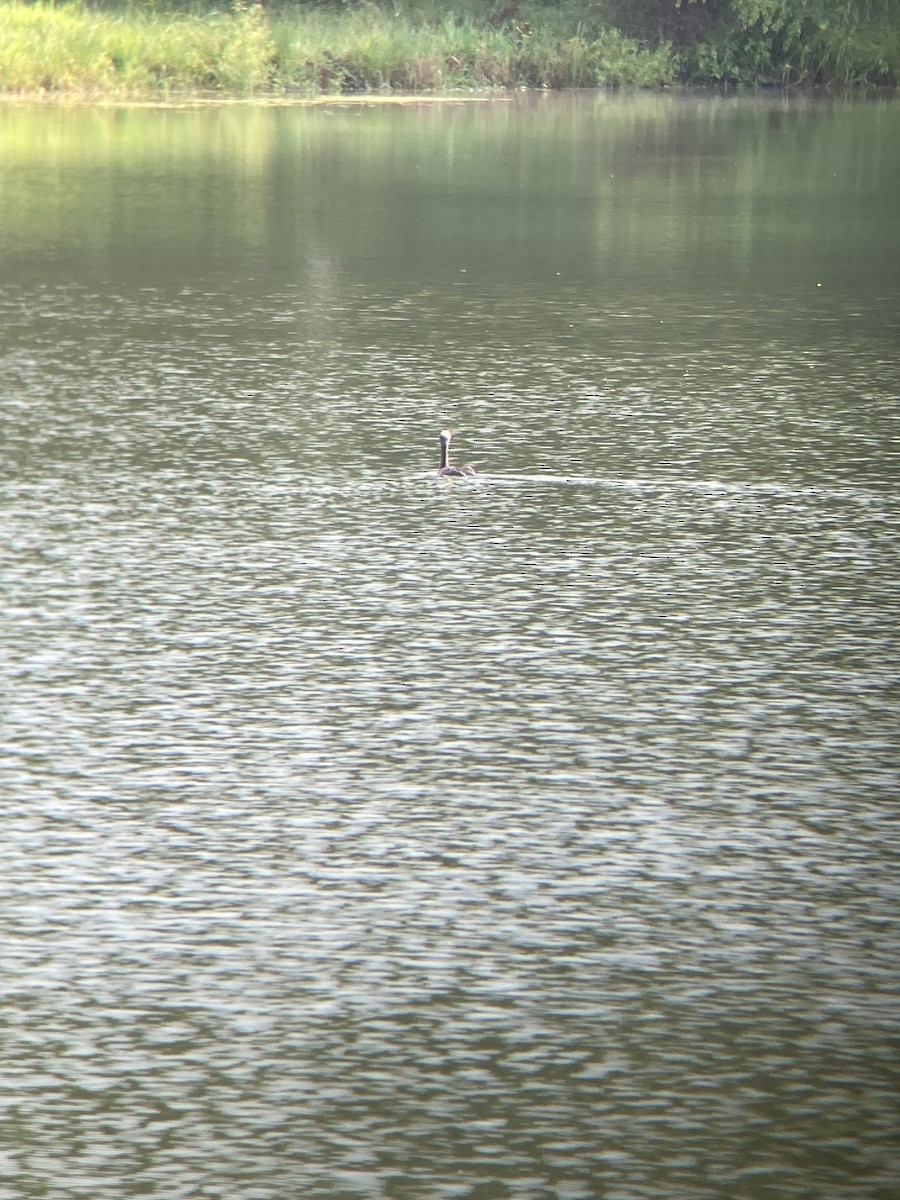 Double-crested Cormorant - ML351772761
