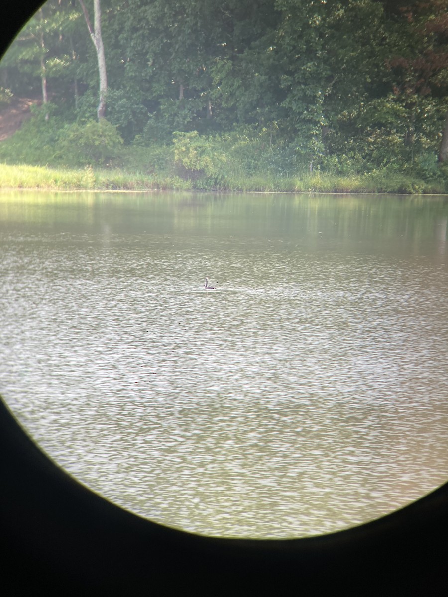 Double-crested Cormorant - ML351772771
