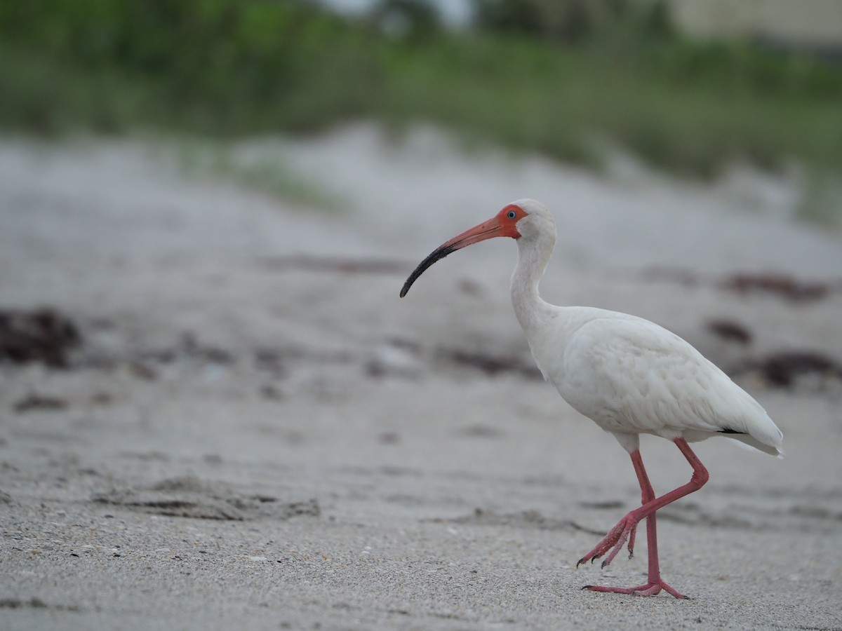 ibis bílý - ML351773001