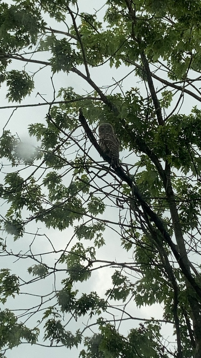 Barred Owl - ML351776591